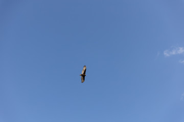 bird in flight