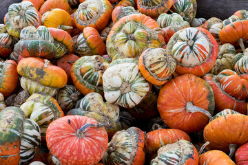 Squash at Detering Farm in Eugene Oregon