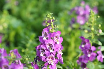 forget me not flowers in tropical