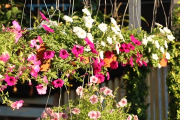 Fototapeta na wymiar Shop sell petunia flowers for garden