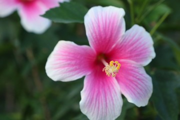 hibiscus flowers in tropical