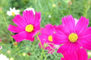 Fototapeta premium Cosmos flower in tropical