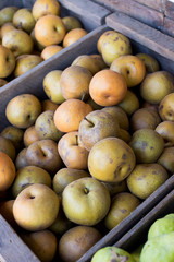 Pears at Detering Farm in Eugene Oregon