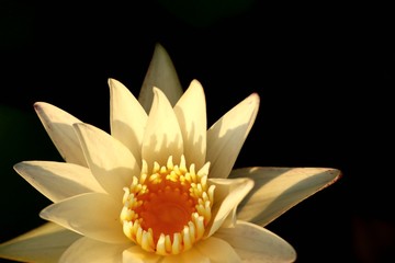 Beautiful lotus flowers in tropical