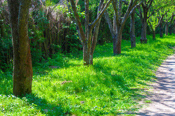 TRee trunks in natural alley