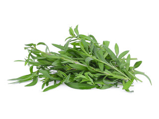 french tarragon isolated on white background