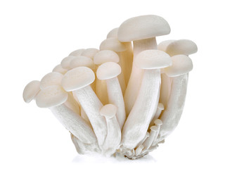 shimeji mushroom or white beech mushrooms isolated on white background