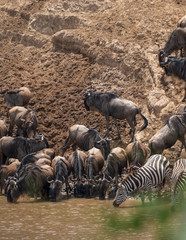wildebeests and zebras migration
