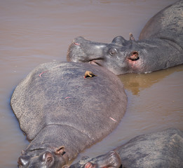 Fototapeta premium hippos in the river