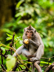 Young wild monkey sitting alone and eating fruit whilst looking at the camera
