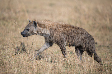 spotted Hyena in the bush