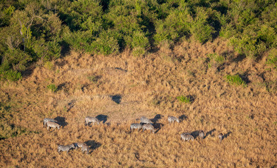 zebra from aerial view