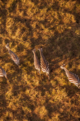 zebra from aerial view © imphilip