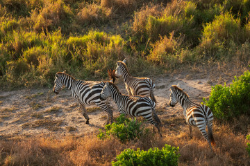 zebra from aerial view