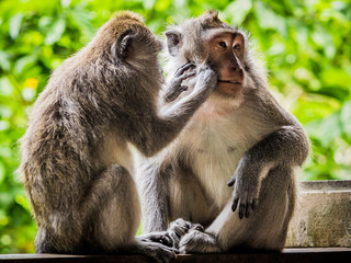 Pair of friendly monkeys sitting together and grooming each other