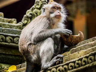 Wild monkey sitting alone on an ancient temple wall eating from a coconut shell