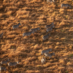 zebra from aerial view
