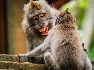 Pair of playful young monkeys fighting