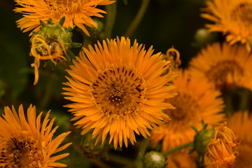 flores © alejandro