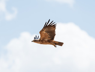 flying tawny eagle