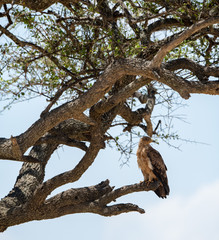 Fototapeta na wymiar tawny eagle on the tree