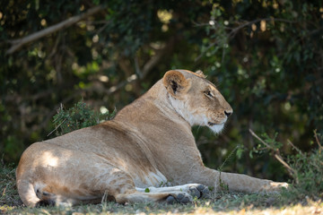 female lion sitting on ground