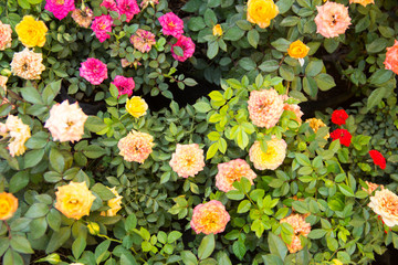 variedad de rosas recibiendo la primavera en jardín 