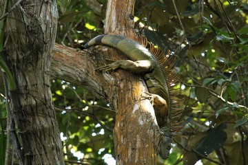 Iguana verde con espinas naranjas trepada en un árbol