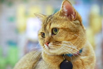 Fototapeta premium Młody szalony zdziwiony kot robi dużemu oka zbliżeniu. Amerykański krótkowłosy zaskoczył kotem lub kotkiem zabawne wielkie oczy. Młody kot patrzeje zaskakujący.
