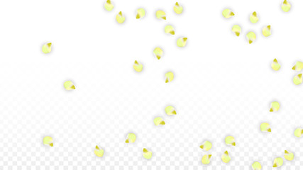 Vector Realistic Pink Petals Falling on Transparent Background.  Spring Romantic Flowers Illustration. Flying Petals. Sakura Spa Design. Blossom Confetti.