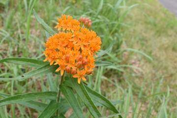 Orange flowers in the park