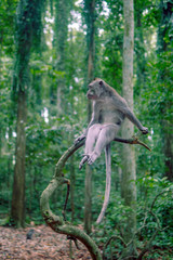 Monkey on a tree branch in the forest