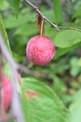 Wild apple on a tree
