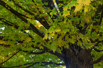 Fototapeta premium Fall colored maple leaves and branches, close-up 