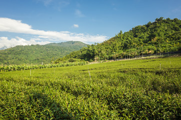 Fototapeta na wymiar green tea farm