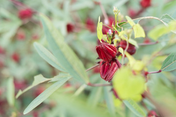 red roselle flowers