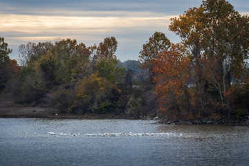 Flock of white pelican on the Arkansas River