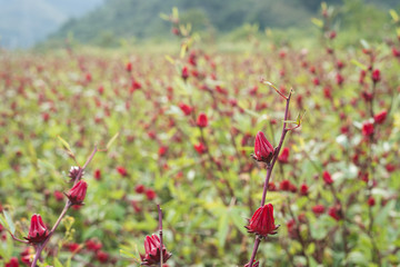 red roselle flowers