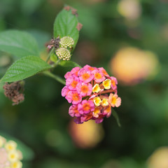nature flowers background
