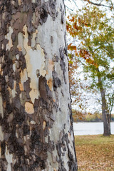 Sycamore tree trunk close-up