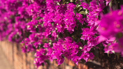 Fototapeta premium purple bougainvillea flowers
