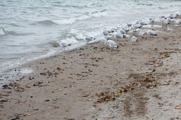 Fototapeta na wymiar birds on the waves