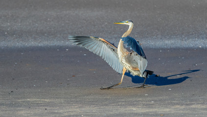 great blue heron strutting on the beach