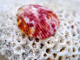 Muschel auf Koralle