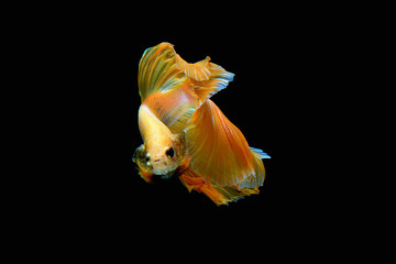 fish in water