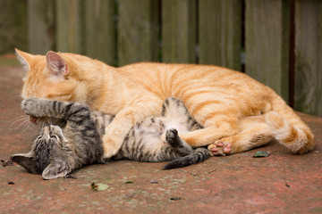 Orange Cat plays with kitten