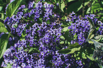 Obraz premium blue flowers in the garden