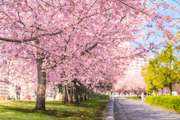 東京の春 夕暮れ時の隅田川堤防沿いの早咲きの桜並木