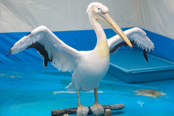 Fototapeta na wymiar Two American White Pelicans