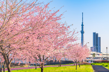 東京の春 夕暮れ時の隅田川堤防沿いの早咲きの桜並木